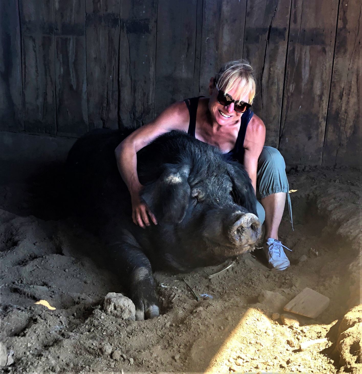 pig museum for Amy Bertrand 1 of 7